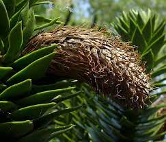 We did not find results for: Monkey Puzzle Monkey Puzzle Tree Wild Flower Finder