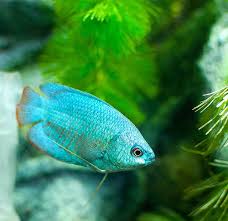Gallery For Blue Powder Dwarf Gourami Aquarium Fish Fish Pet Animals