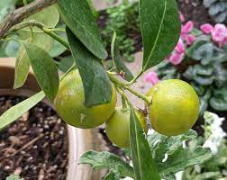 Unripe Oranges Oranges Brookside Instagram