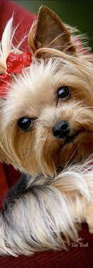16 Things All Yorkshire Terrier Owners Must Never Forget Animaux Domestiques Chiens Et Chiots Chien
