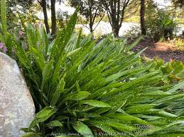Image result for Aspidistra elatior