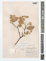 Image result for Brachylaena huillensis