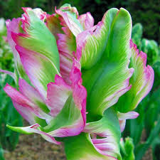 Tulipan Zielonokwiatowy Green Wave 5 Szt Gratis 8296790400 Oficjalne Archiwum Allegro Flowers Plants Rose