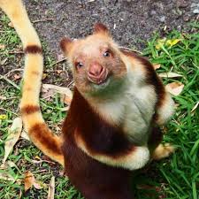 Tree Kangaroo Wild Animals Pictures Happy Animals Cute Animals