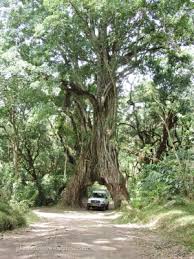 Image result for Ficus persicifolia