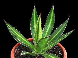 The narrator introduces patrick quirk as the horticultural expert to whom is going to demonstrate how to safety transplant a cactus. Types Of Agave With Description And Photo Crop Production