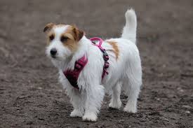 Pin By Helene Van Dyk On Everything Cute Jack Russell Jack Russell Terrier Fox Terrier