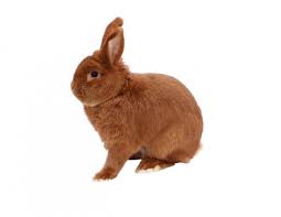 The breed originated in california, possibly from rabbits imported from new zealand. New Zealand Rabbit Traits And Pictures