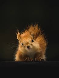 26 Of The Cutest Animals In The World Doozy List Worlds Cutest Animals Animals Beautiful Animals