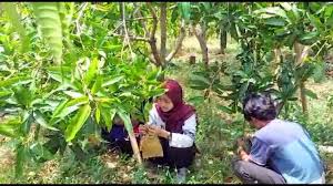 We did not find results for: Kisah Mangga Termahal Dan Asa Menciptakan Petani Milenial Republika Online