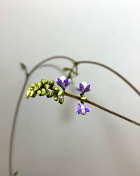 Image result for Neorautanenia mitis