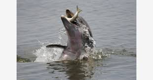 Found This Image At Sciences Ucf Edu On Bing Animal Species Dolphins Endangered Animals