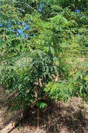 Image result for Albizia procera