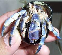 With a new report released yesterday into the vast increases in ocean temperatures, human activity on marine life. Coenobita Purpureus Wikipedia