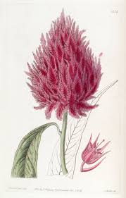 Pin By Don Mcculley On Flower Illustrations Flower Canvas Art Botanical Drawings Botanical Prints