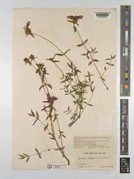 Image result for Melastomastrum