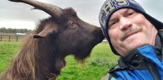 Can goats eat carrots safely?