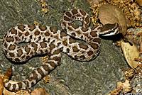 Southern Pacific Rattlesnake - Crotalus oreganus helleri