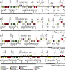 Image result for Schizaea pectinata