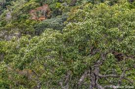 Image result for Faurea