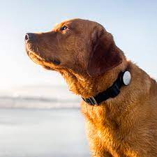 Plus, everyone is so friendly and helpful. Data Dogs How A New Startup Whistle Is Building A Fitbit For Your Pooch The Verge