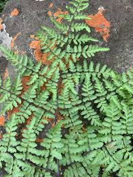 Image result for Cheilanthes quadripinnata