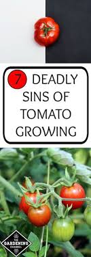 It is a southern classic recipe that is a super delicious comfort food! 110 Tomatoes Ideas Organic Tomatoes Growing Tomatoes Tomato Garden