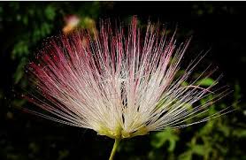 Image result for Albizia brevifolia