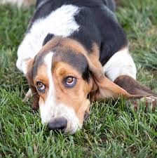 Image result for basset hound