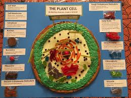 We did not find results for: 17 Matthew S 6 Grade Science Project The Plant Cell Ideas Plant Cell Cells Project Cell Model