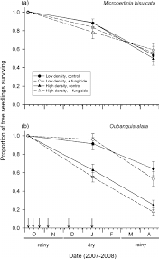 Image result for Oubanguia africana