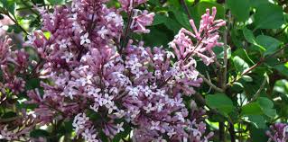 Image result for Syringa meyeri ´Palibin
