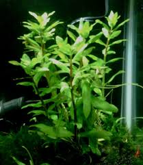 Image result for Nesaea erecta