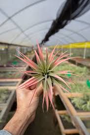 Image result for Buchnera capitata