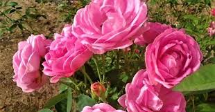 Check spelling or type a new query. Cara Penyerbukan Bunga Mawar Gambar Lengkap Ilmusiana