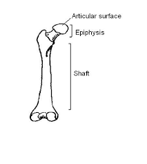 A = epiphysis b = diaphysis c = articular cartilage d = periosteum f = compact bone g = medullary cavity (yellow marrow) h = endosteum j = epiphyseal line (growth plate) coloring worksheet for this image. Skeleton Worksheet Answers Wikieducator