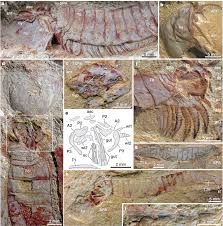 نتیجه جستجوی لغت [appendages] در گوگل