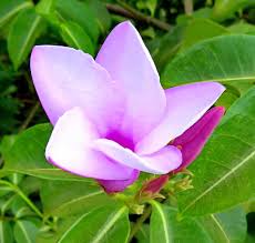 Image result for Wahlenbergia madagascariensis