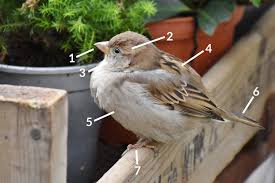 House Sparrow Identification Diagrams