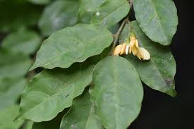 Image result for Carpolobia