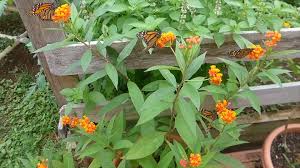 Monarchs Video Monarch Butterfly Garden Butterfly Garden Plants Butterfly Plants