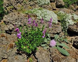 Image result for Polygala transvaalensis