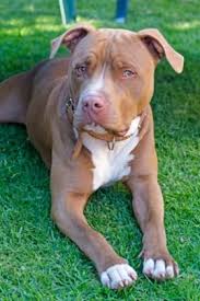 Pix For Pitbull Breeds Chart Pitbull Terrier Pitbulls