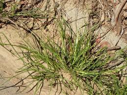 Image result for Eleusine africana