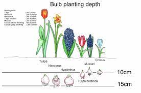 Bulb Planting Times And Depth Planting Bulbs Fall Plants Plants
