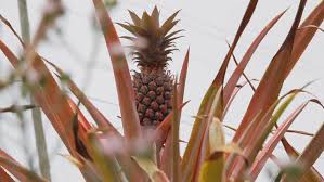Maybe you would like to learn more about one of these? Antigua Black Pineapple Farm At Stock Footage Video 100 Royalty Free 1015382890 Shutterstock