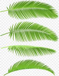 Palm beach tree leaves jungle botanical succulent. Palm Tree Leaf Png 2349x3000px Watercolor Botany Branch Elaeis Fern Download Free