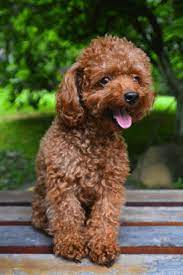 Teacup Poodle Breed Profile Size Temperament Health And More Perfect Dog Breeds