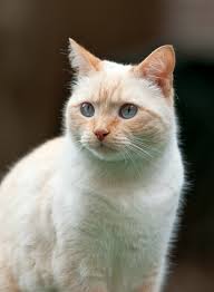 We help by explaining all the different types and variations of siamese cats along with their different coat colors. Siamese Mix Cat Photos Thriftyfun
