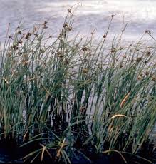 Image result for Bolboschoenus